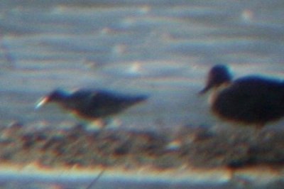 REKN 9072009 Timnath Res CO NK digiscop 1.jpg