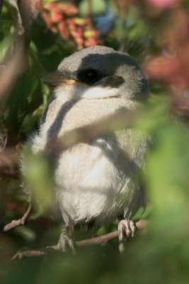 Loggerhead Shrike (juv)