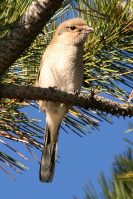 Northern Shrike (juv)