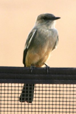 Say's Phoebe