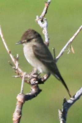 Western Wood-Pewee