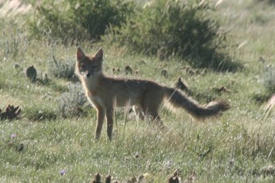 Swift Fox (Colorado)