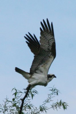 Osprey (in flight)