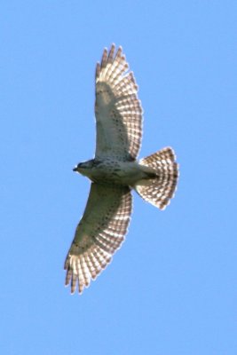 Broad-winged Hawk (subadult)