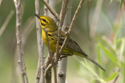 Prairie Warbler (alternate male)