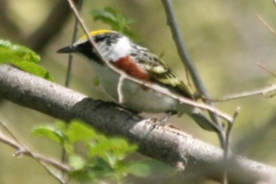 Chestnut-sided Warbler (alternate male)