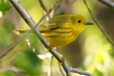 Yellow Warbler (alternate male)