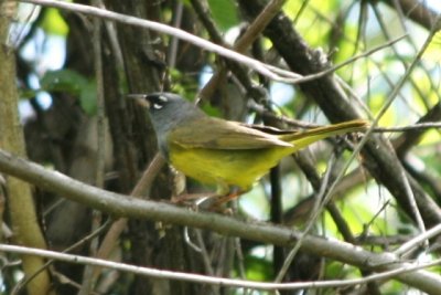 MacGillivray's Warbler (alternate male)