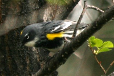 Yellow-rumped Warbler (male Myrtle)
