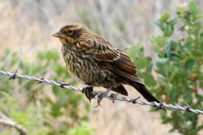 Red-winged Blackbird (juv male)