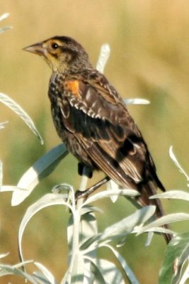 Red-winged Blackbird (2 cycle male)