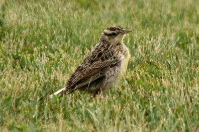 Western Meadowlark (juv)