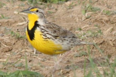Western Meadowlark (adult, alternate)