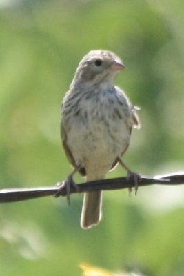 Brewer's Sparrow (juv)