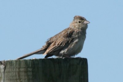 Cassin's Sparrow (adult male, alternate)
