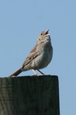 Cassin's Sparrow (adult male, singing)