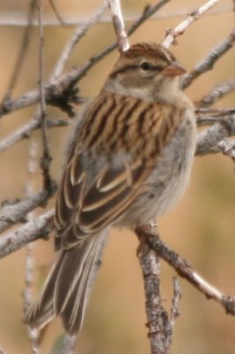 Chipping Sparrow (adult basic)