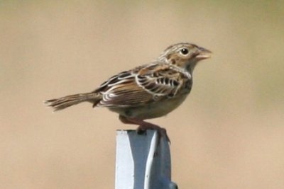 Grasshopper Sparrow (adult, alternate)