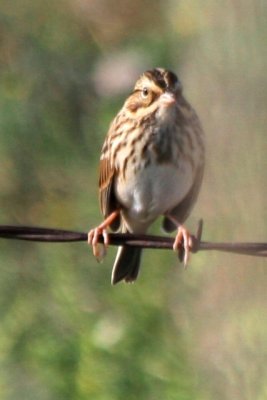 Savannah Sparrow (basic)