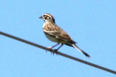 Lark Sparrow (adult, alternate)