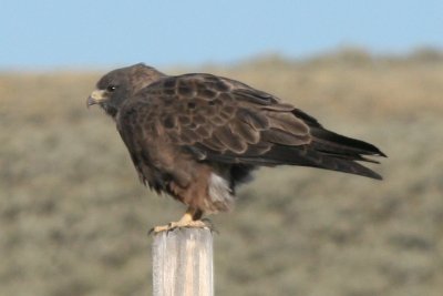 Swainson's Hawk (adult dark phase)