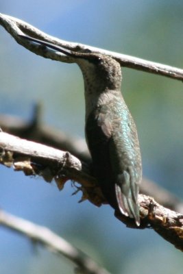 Black-chinned Hummingbird (juv)