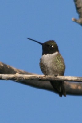 Black-chinned Hummingbird (ad male)