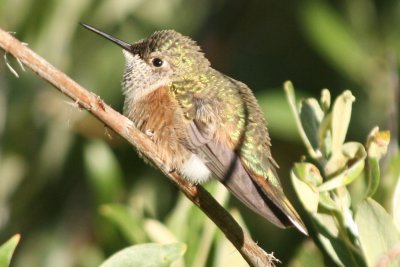Rufous Hummingbird  (imm female)
