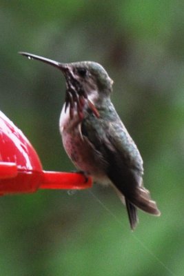 Calliope Hummingbird (ad male)