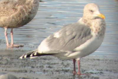 Adult Thayer's Gull