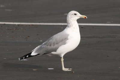 California Gull (adult basic)
