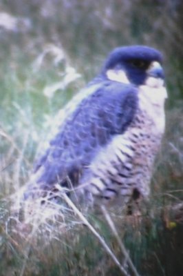 Peregrine Falcon