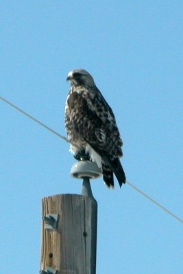 Rough-legged Hawk (adult male)