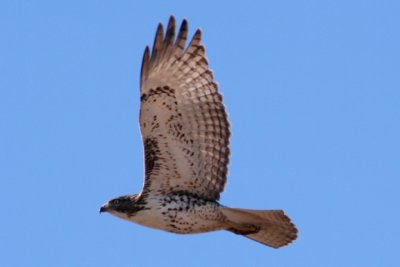 Red-tailed Hawk (juv in flight)