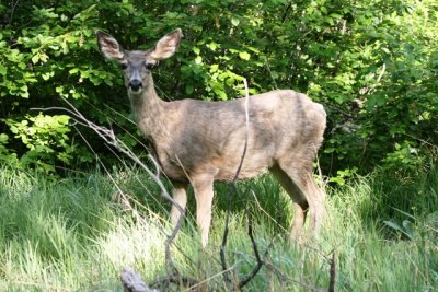 Mule Deer, female (Colorado)