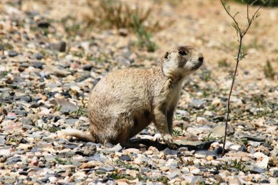 White-tail Prairie Dog (Colorado)