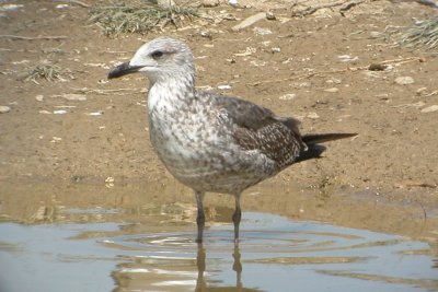 Lesser Black-backed Gull (late 1st cycle)