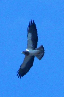 Swainson's Hawk (adult in flight)