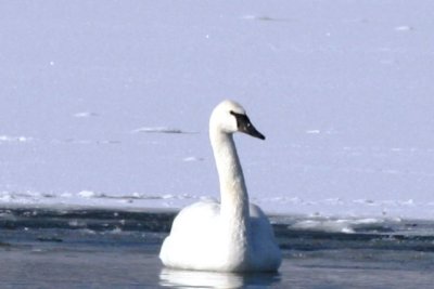 Trumpeter Swan near Fort Collins, Larimer County, January 2008