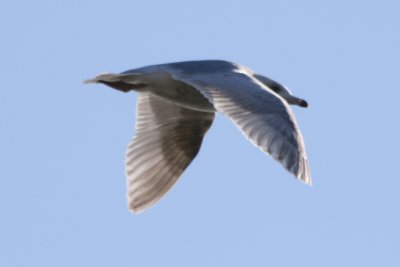 Mystery Gull I