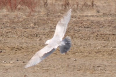 g1/83/612483/3/93715320.qrVchyuu.jpg