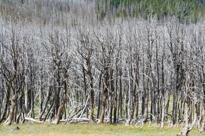 tree5.jpg