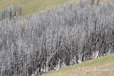 tree6.jpg