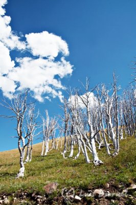 tree7.jpg