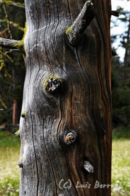 tree9.jpg