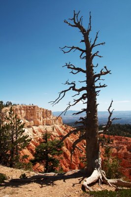 tree19.jpg