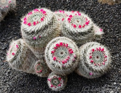 Jardn Cactus 2