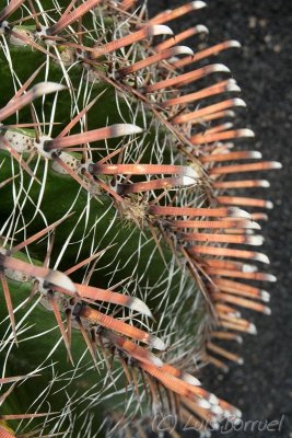 Jardn Cactus 4