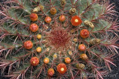Jardn Cactus 5