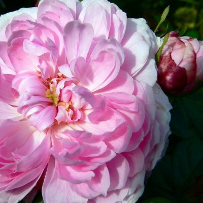 g1/83/628283/3/113613605.k3rW7Qdw.jpg